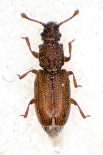 Réf. 316 276 : Monotoma testacea